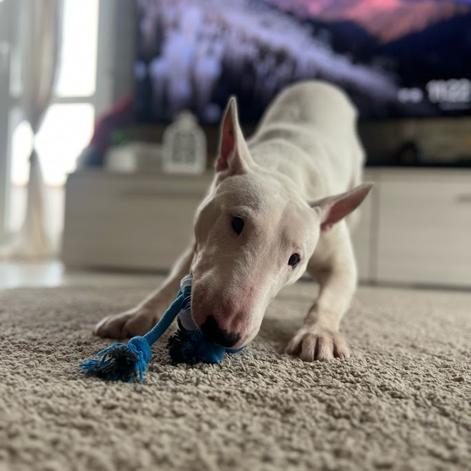 OniBounce - Smart Dog Toy