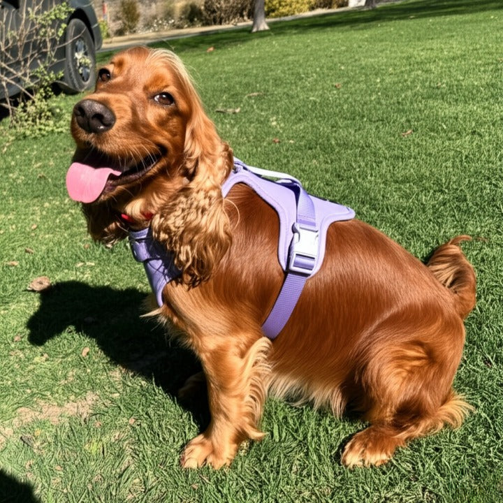 OniGo- Harness Set